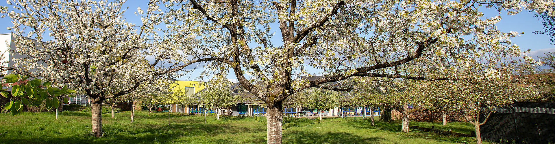Kirschblüte im Lehrgarten