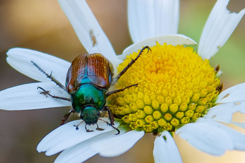 Gartenlaubkäfer Gartenlaubkäfer