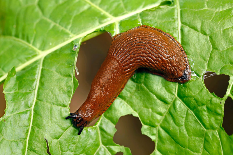 Nacktschnecke