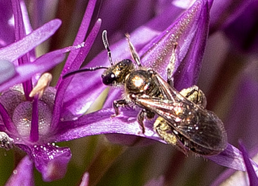 Schmalbiene Schmalbiene