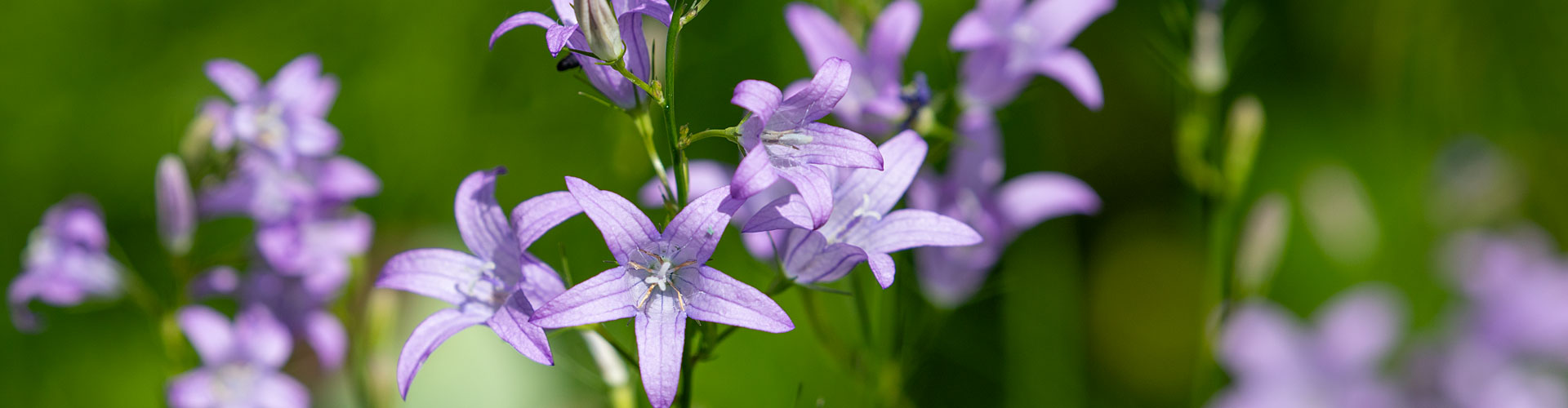 Wiesenglockenblume