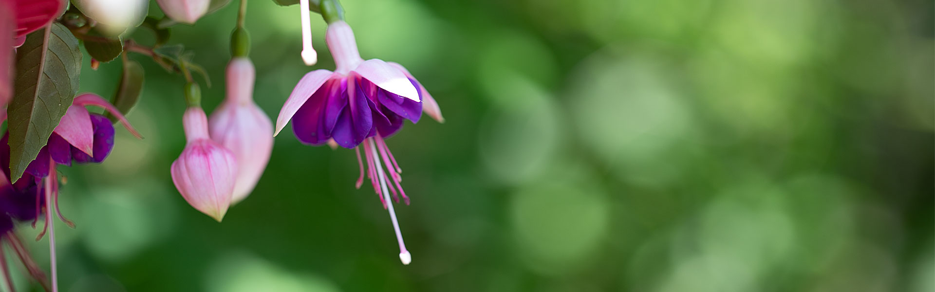Fuchsie